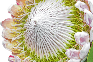 Protea Flower