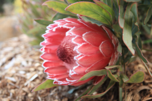 Protea Flower