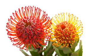 Protea Flower
