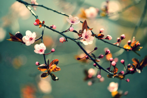 Sakura Flowers