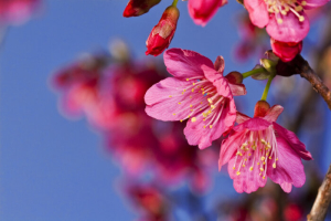 Sakura Flowers
