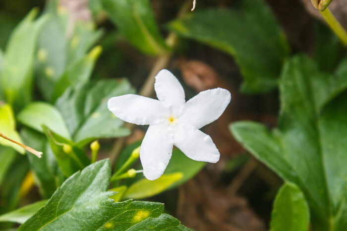 White Sampaguita Jasmine or Arabian Jasmine in garden