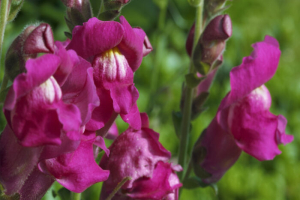 Snapdragon flowers