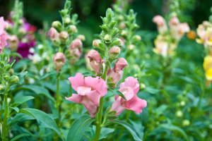 Snapdragon flowers