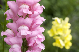 Snapdragon flowers