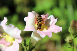 Snapdragon flowers