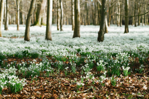 Snowdrop Flowers