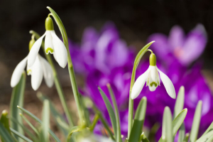 Snowdrop Flowers