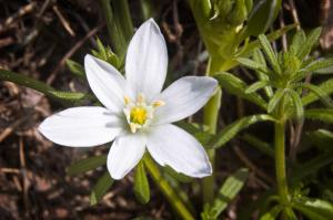 Star of Bethlehem flower