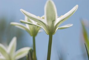 Star-of-Bethlehem flower