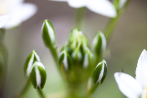 Star-of-Bethlehem flower