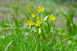Star-of-Bethlehem flower