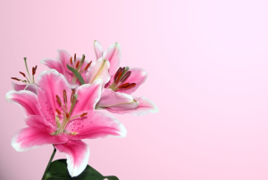 Stargazer Flower
