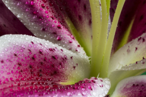 Stargazer Flower