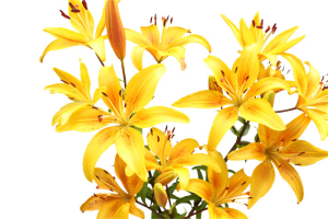 Stargazer Flower