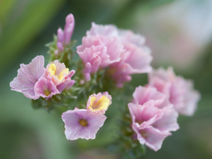 Statice Flowers
