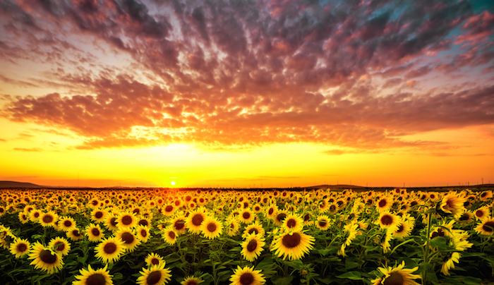 Significado del girasol