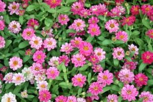 Zinnia Flowers