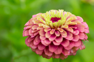 Zinnia Flowers