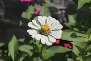 Zinnia Flowers