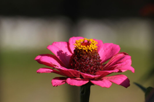 Zinnia Flowers