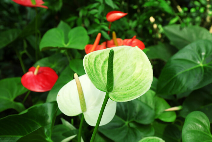 Anthurium Flower Meaning - Flower Meaning