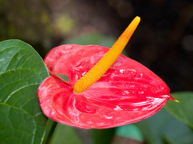 Anthurium Flower Meaning - Flower Meaning