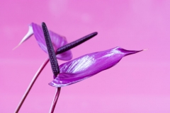 Anthurium