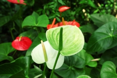 Anthurium