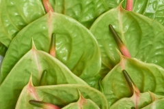 Anthurium