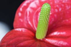 Anthurium