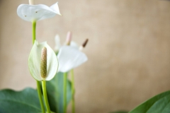 Anthurium