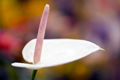 Anthurium