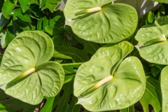 Anthurium