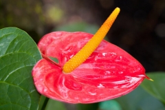 Anthurium