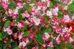 Begonia Flower