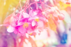 Begonia Flower