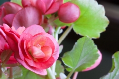 Begonia Flower