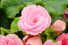 Begonia Flower