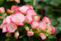 Begonia Flower