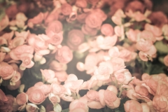 Begonia Flower