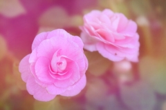 Begonia Flower