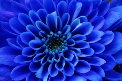 Aster