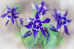 Columbine