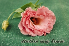 Eustoma Flower