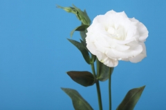 Eustoma Flower