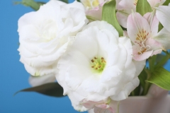 Eustoma Flower