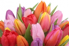 Tulip
