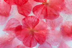 Geranium Flower