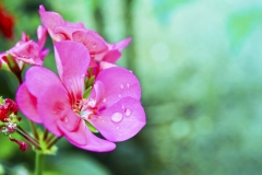 Geranium Flower